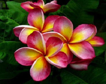 (image for) Andalisa Rubra Plumeria x 6 Seeds - Click Image to Close